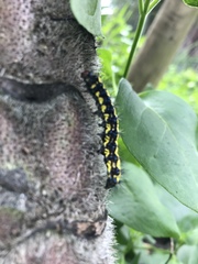 Gnophaela latipennis