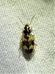 Tetragonoderus
