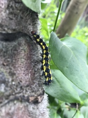 Gnophaela latipennis