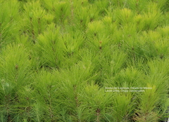 Pinus leiophylla