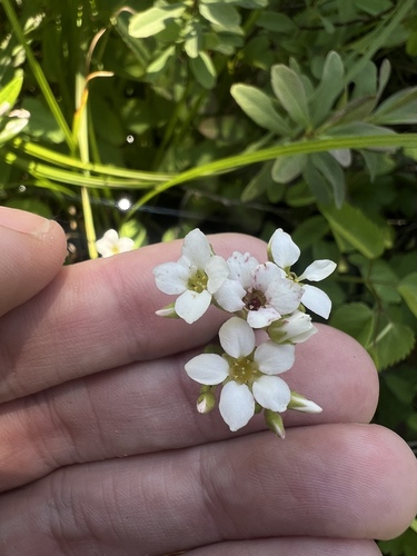 Sierra brookfoam (Boykinia intermedia)