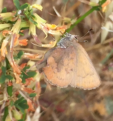 Callophrys augustinus iroides