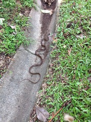 Mastigodryas alternatus