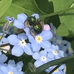 Augochloropsis viridula