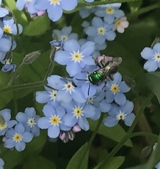 Augochloropsis viridula