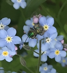 Augochloropsis viridula