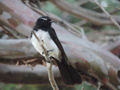 Rhipidura leucophrys leucophrys