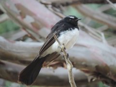 Rhipidura leucophrys leucophrys
