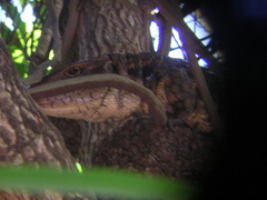 Dracaena paraguayensis