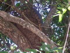 Dracaena paraguayensis