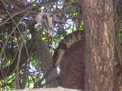 Dracaena paraguayensis
