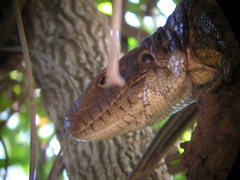 Dracaena paraguayensis
