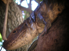 Dracaena paraguayensis