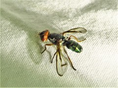 Senopterina caerulescens