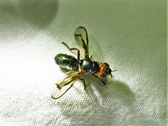 Senopterina caerulescens