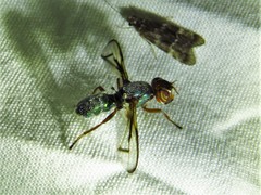 Senopterina caerulescens