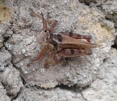Baeacris bogotensis