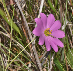 Sabatia dodecandra, photograph (c) James (Jim) Duggan, some rights reserved (CC BY-SA)