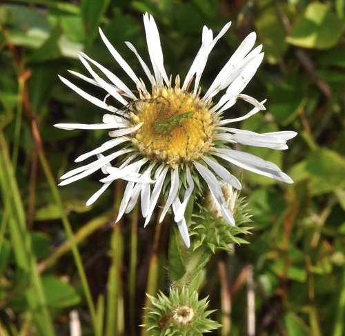 Image of Eurybia eryngiifolia by (c) James (Jim) Duggan, some rights reserved (CC BY-SA)