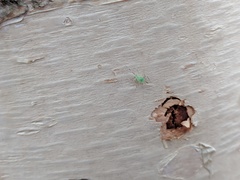 Insecta