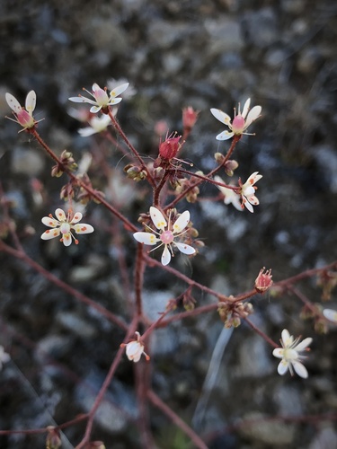 russethair saxifrage (Saxifraga ferruginea)