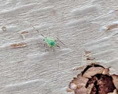 Insecta