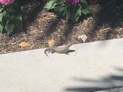 Leiocephalus carinatus