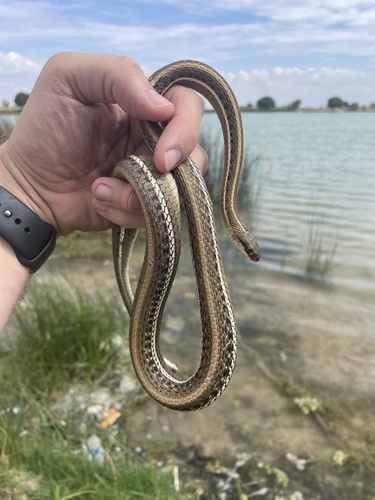 Western Ribbon Snake, Chaves County, US-NM, US, photo 10 of 10