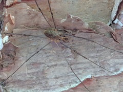 Opiliones