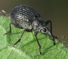 Trichapion