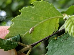 Insecta