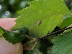 Insecta
