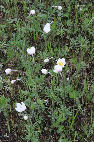 Anemone sylvestris