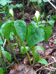 Trillium camschatcense