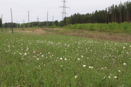 Anemone sylvestris