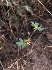 Acmispon micranthus