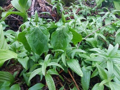 Trillium camschatcense