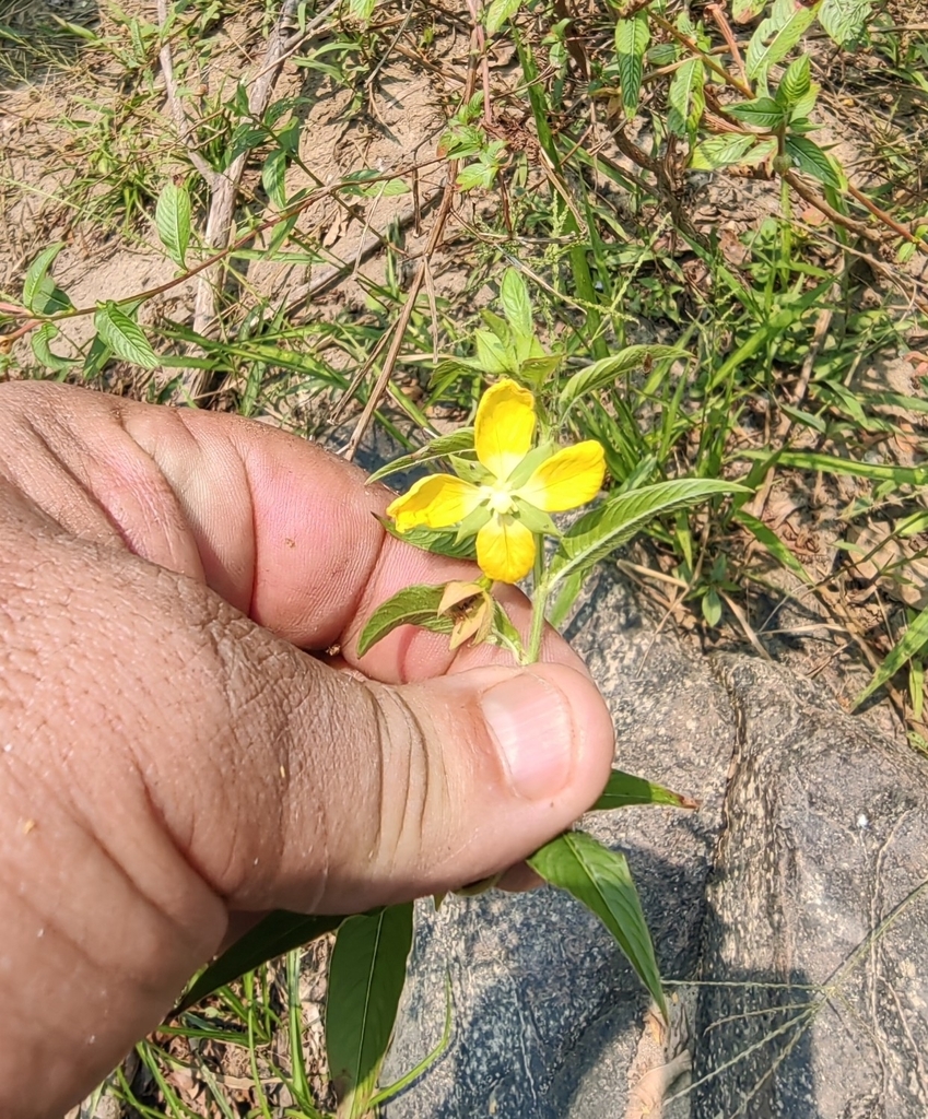 Mexican Primrose-willow from Santiago Comaltepec, Oaxaca, México on May ...