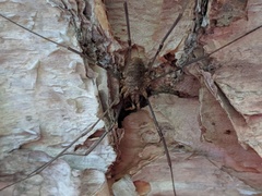 Opiliones