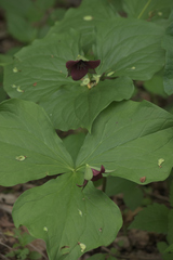 Trillium