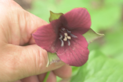 Trillium