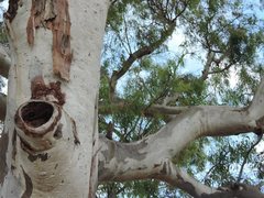 Eucalyptus camaldulensis
