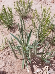 Plantago patagonica