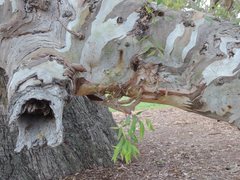 Eucalyptus camaldulensis