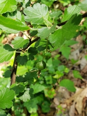 Ribes curvatum
