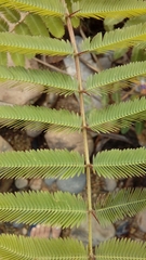 Mimosa pigra image