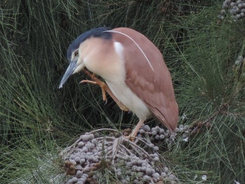 Nankeen Night Heron