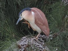 Rufous Night-Heron photo 4