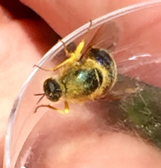 Eulonchus smaragdinus