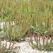 Plantago virginica - Photo (c) duckswim2, algunos derechos reservados (CC BY-NC), uploaded by duckswim2